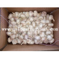 Red Garlic From Jinxiang Factory with Good Quality